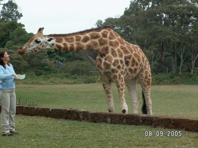 Rothschild's giraffe 