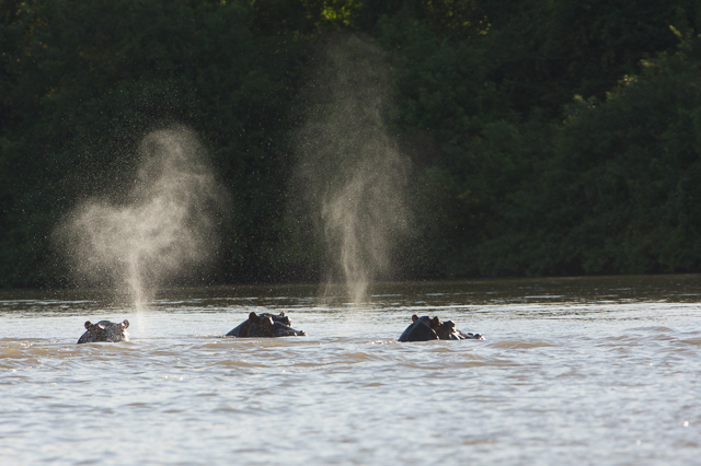 Hippo blows