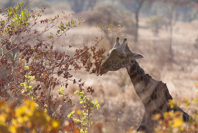 Masai giraffe