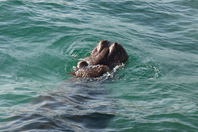 Hippo in a lake