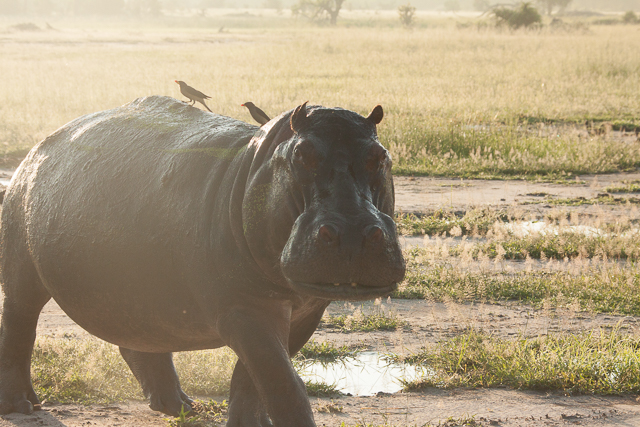 hippo on land