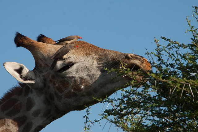 Southern giraffe