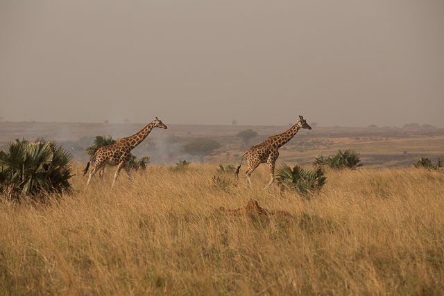 Rothschild's giraffe (Now Nubian) in Murchison's Falls NP Uganda