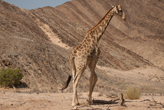 Southern giraffe in Namibia