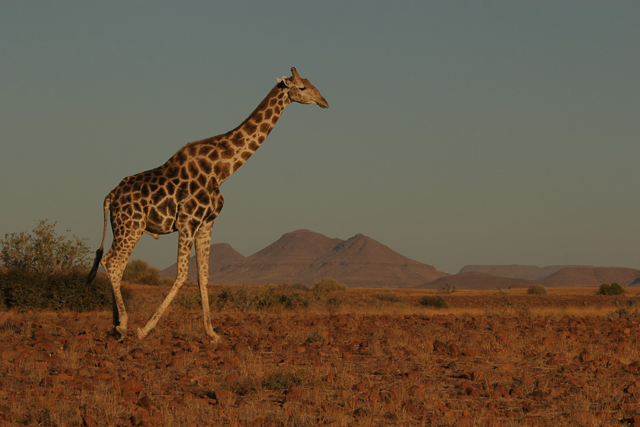 Southern giraffe 