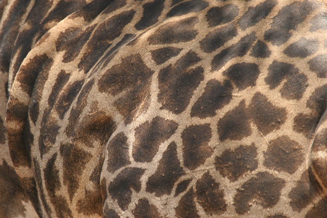 Masai giraffe patterns