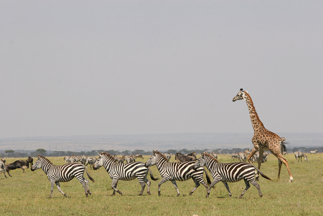 Masai giraffe and plains zebra in the Serengeti 