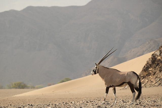 An oryx or gemsbok