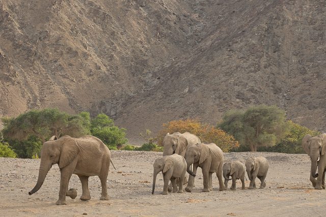 desert elephants arrive at the waterhole