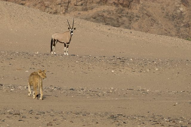 young lioness and oryx