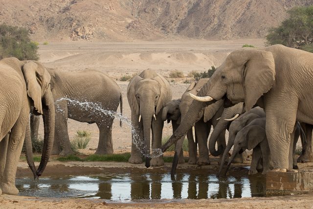 desert elephants at the waterhole