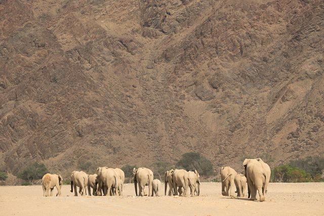 the elephants and the desert