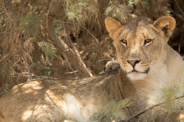 lioness in the shade of a tamarisk bush