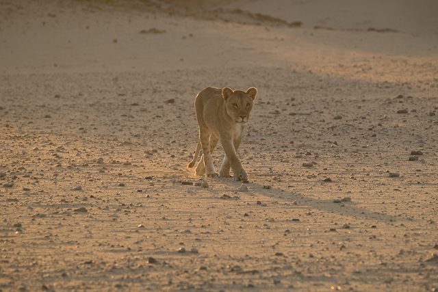 the young desert lioness