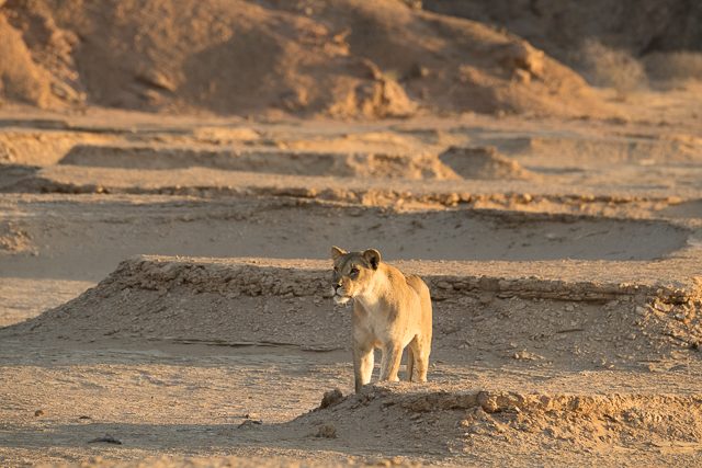 desert lioness stalks