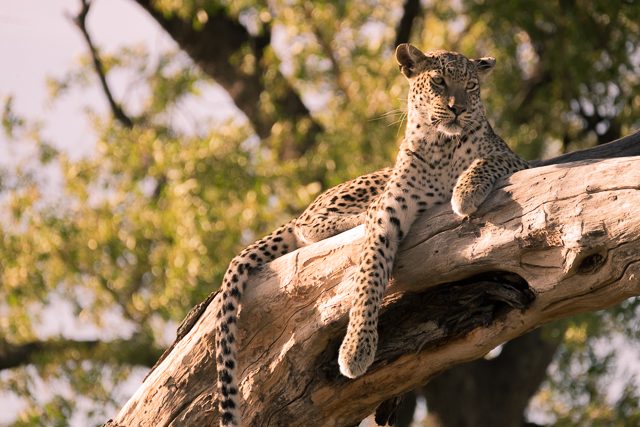 relaxed leopard at sunset