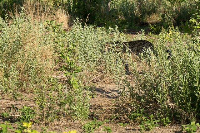 leopard walking through the grass