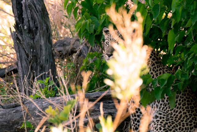 leopard lying in the grass