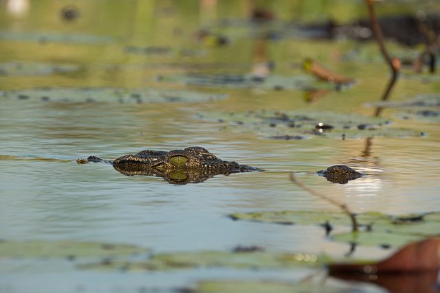 young Nile crocodile