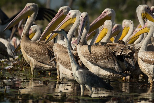 Great white pelicans