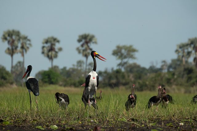 Saddle-billed stork