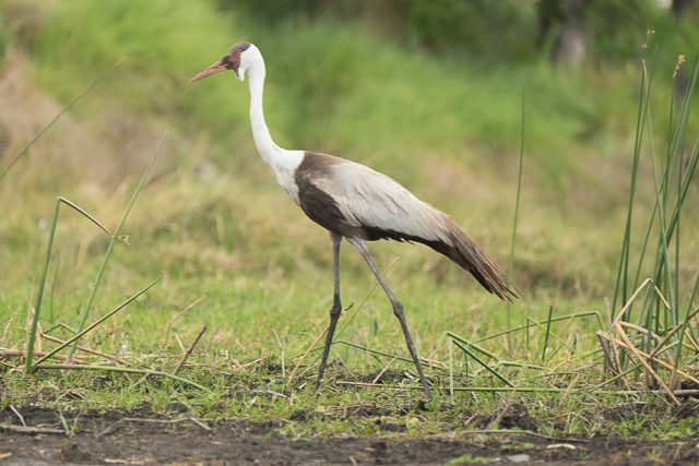 wattled crane