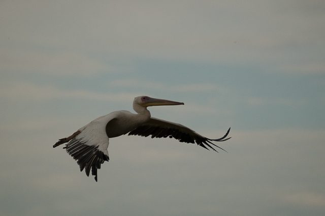 Great white pelican in flight