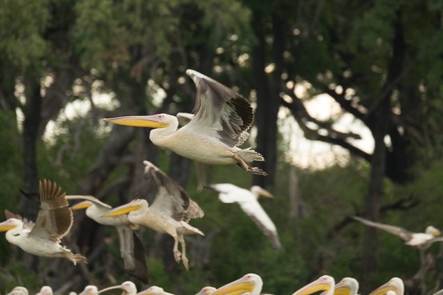 Great white pelicans in flight