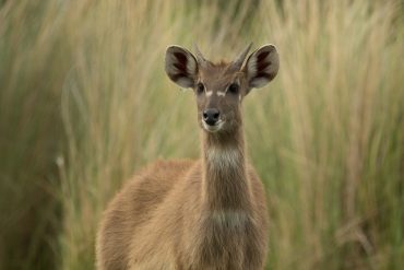 sitatunga