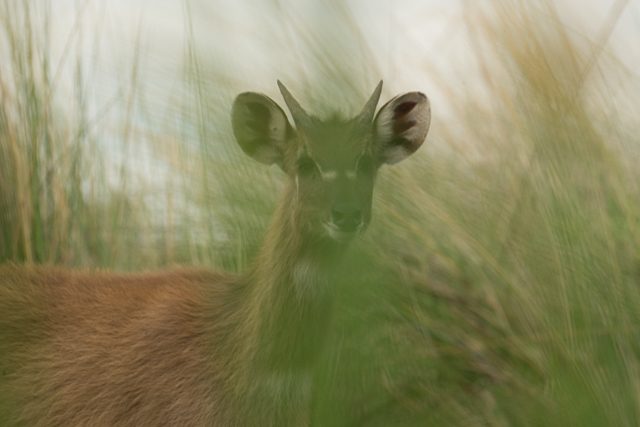 sitatunga through the reeds