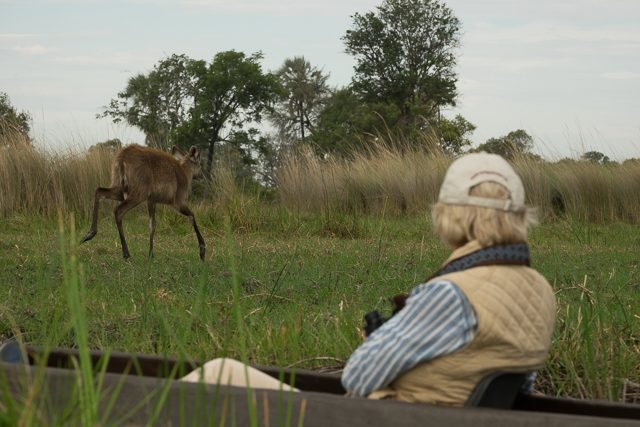 view of a sitatunga from a mokoro