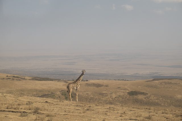 Giraffe near Entamanu Ngorongoro