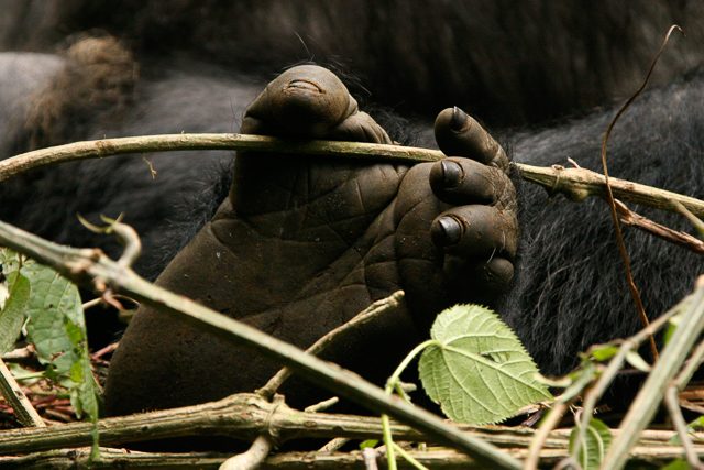 Gorillas Rwanda 2008 056 (10 of 137)