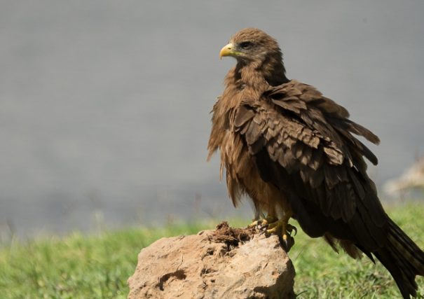 yellow-billed kite-7483