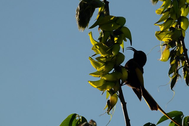 bronze-winged sunbird-7860