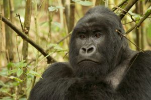 Mountain gorilla male
