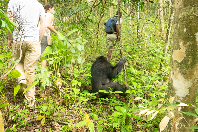 Tracking wild chimpanzees