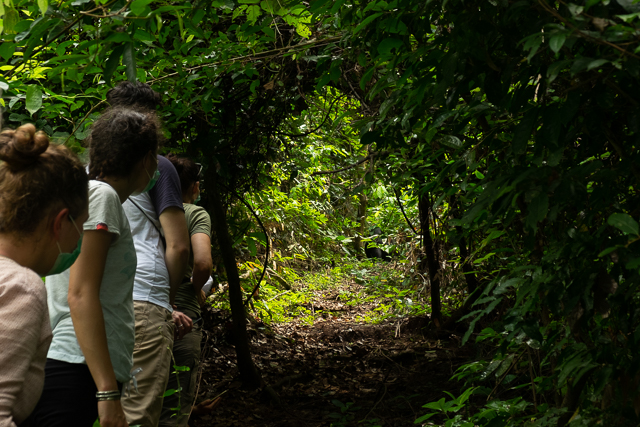 Watching wild chimpanzees