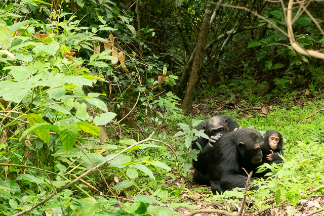 Chimpanzees grooming each other