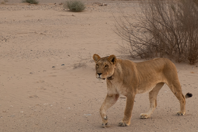 desert_lion-0294