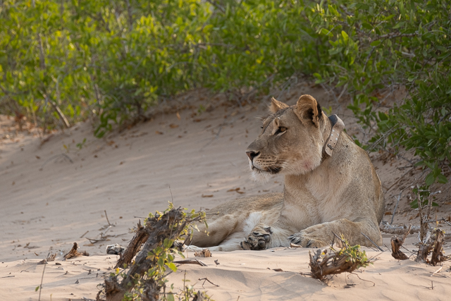 collared young lioness