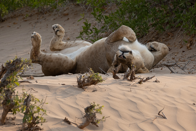 relaxing lioness