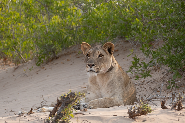 alert young lioness