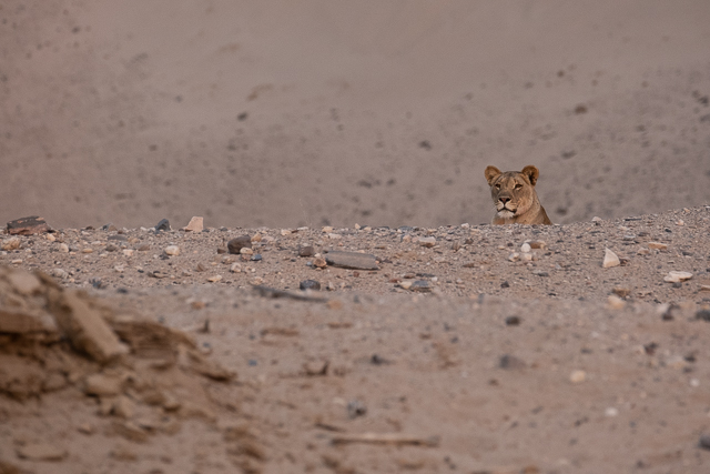 young lioness in dune