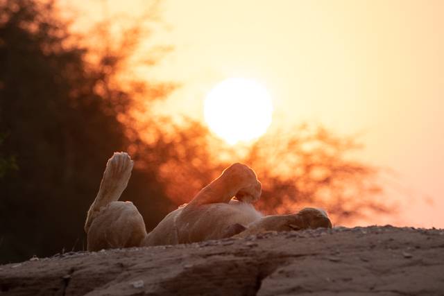 lioness at dusk