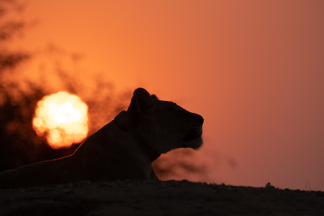 young lioness at sunset
