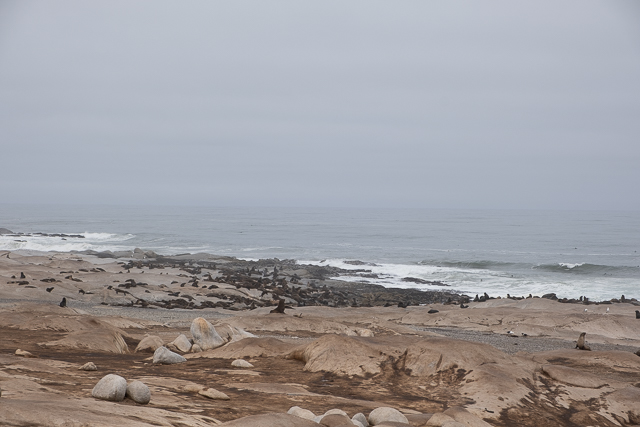 Seal colony on the Skeleton Coast