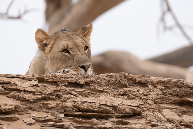 young lioness relaxing