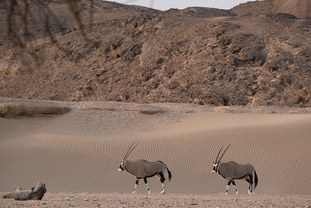 Oryx and desert