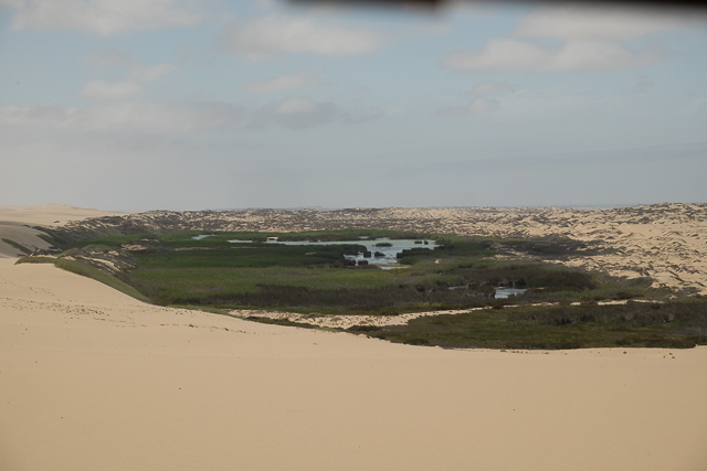 Oasis in the Skeleton Coast